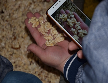 【河北】當地核桃仁去皮試驗