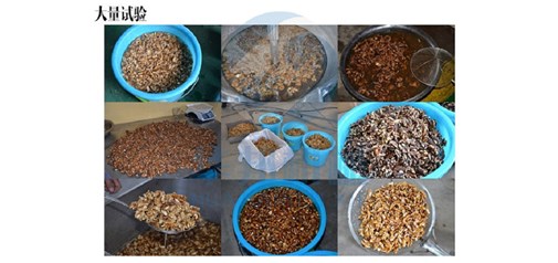 華邦智取核桃仁妙召 不失營養 物理去皮0破損 最新最熱門的核桃仁去皮設備