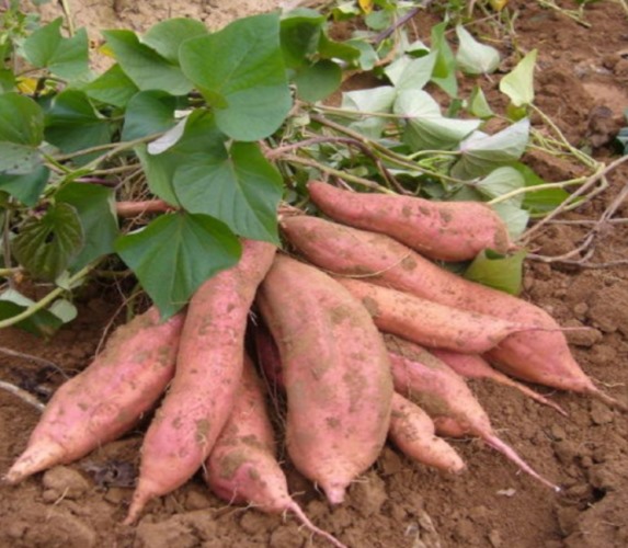 【現貨】紅薯清洗機