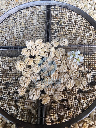 現(xiàn)貨發(fā) 核桃仁去皮機 華邦機械專利核桃仁脫皮設備