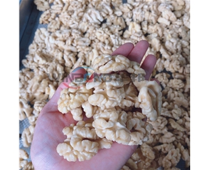 華邦核桃仁去皮機 十年品質