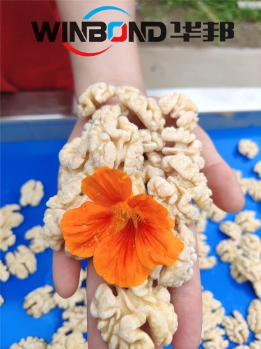 核桃仁脫衣清洗機 華邦核桃仁去皮機 多口味加工