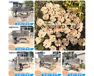 現貨直發核桃仁去衣機 全自動 去衣機設備